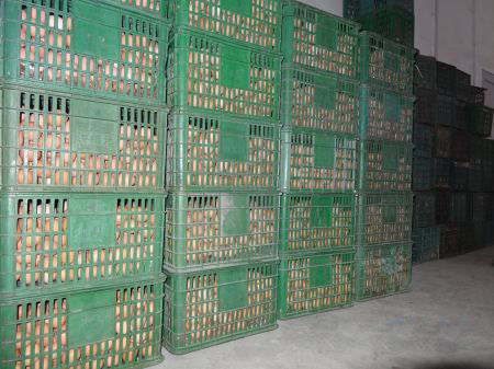 鮮蛋保鮮冷庫貯藏方法，雞蛋保鮮冷庫保鮮技術(shù)